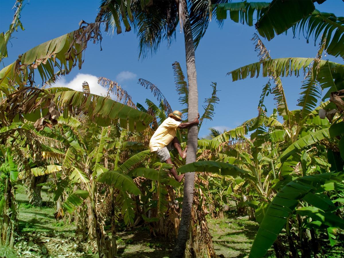 Firefly Estate Bequia Hotel Crescent Beach Exterior foto